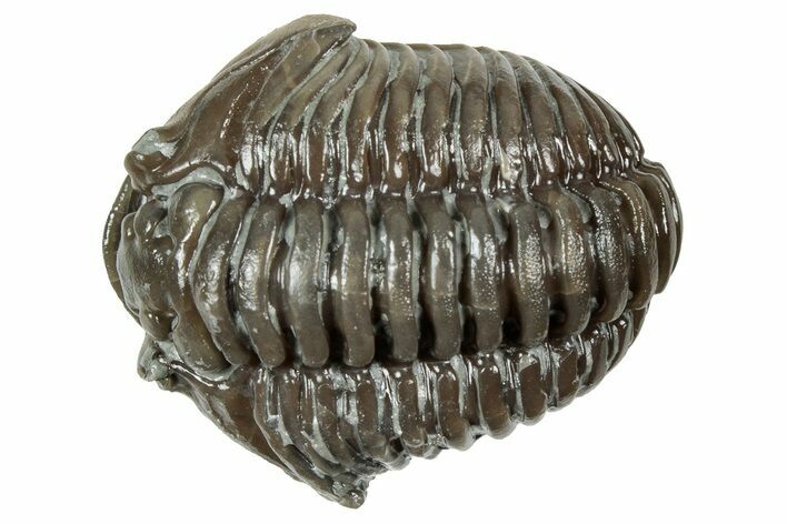 Fossil Flexicalymene Trilobite - Mt Orab, Ohio #358069